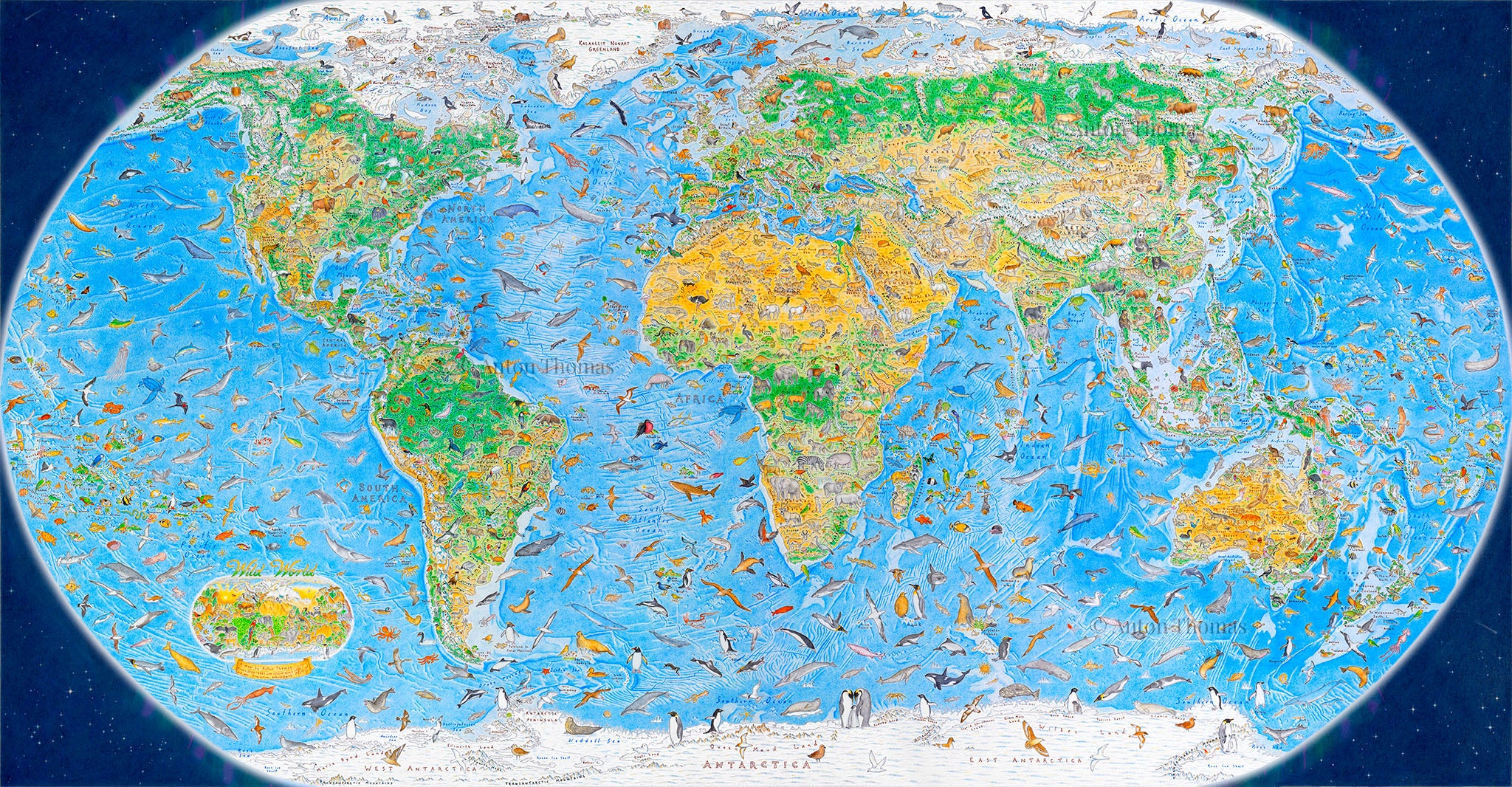 Wild World Map illustrated by Anton Thomas containing 1,642 endemic animal species. A completely hand drawn map that took 3 years.